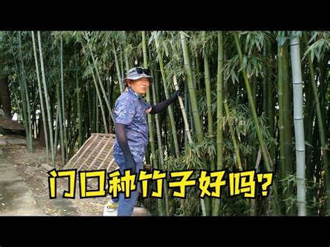 家裡可以種竹子嗎|【家裡可以種竹子嗎】家裡種竹子？風水禁忌一次看！